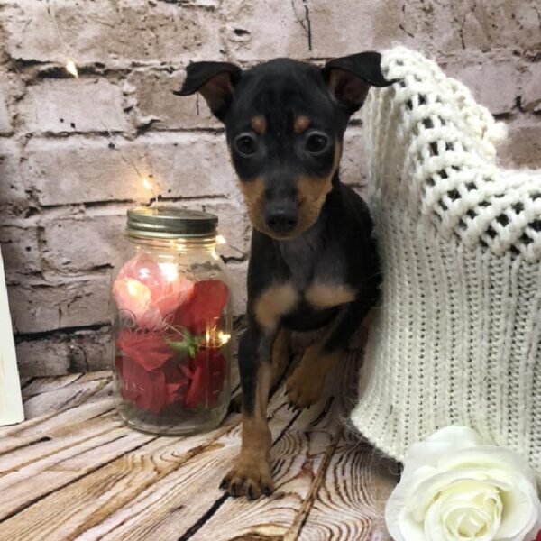 Min Pin DOG Male Black / Tan 8081 Petland Robinson, PA