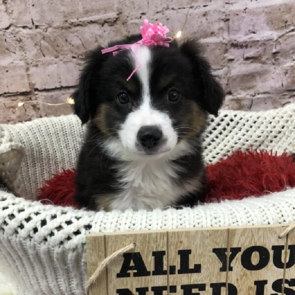 Miniature Australian Shepherd-DOG-Female-Black White / Tan-8082-Petland Robinson, Pittsburgh, PA