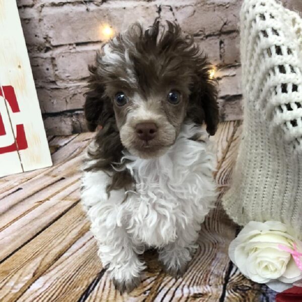 Poodle DOG Female Chocolate 8083 Petland Robinson, PA