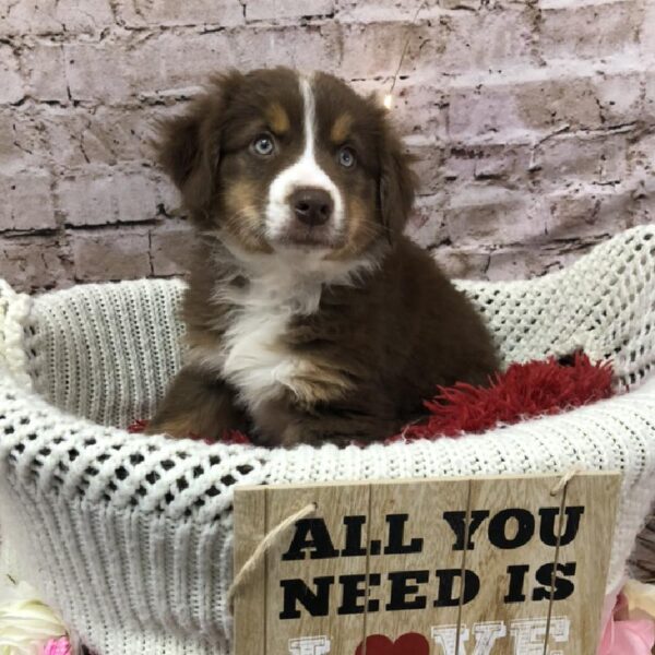 Australian Shepherd-DOG-Female-Red Tan / White-8085-Petland Robinson, Pittsburgh, PA