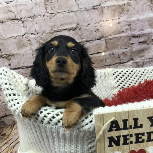 Dachshund-DOG-Male-Black / Tan-8086-Petland Robinson, Pittsburgh, PA