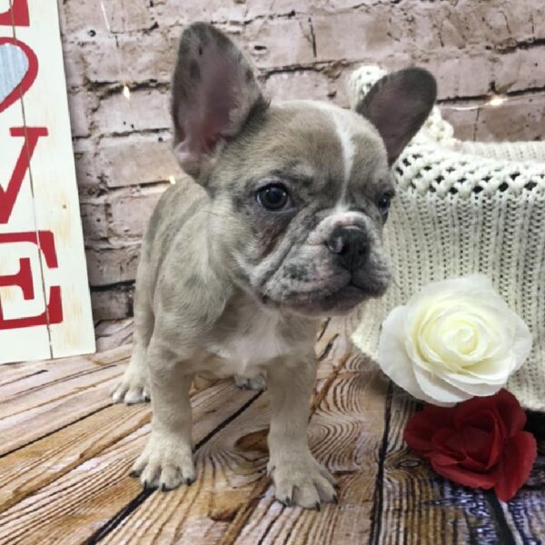 French Bulldog-DOG-Male-Fawn Merle-8087-Petland Robinson, Pittsburgh, PA