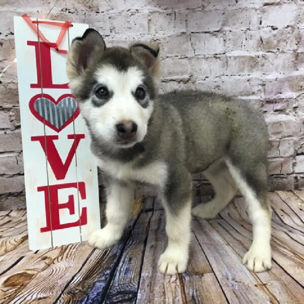 Alaskan Malamute DOG Female Sable 8104 Petland Robinson, PA