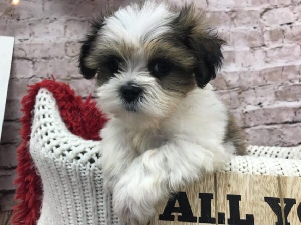 Malshi DOG Male Gold / White 8102 Petland Robinson, PA