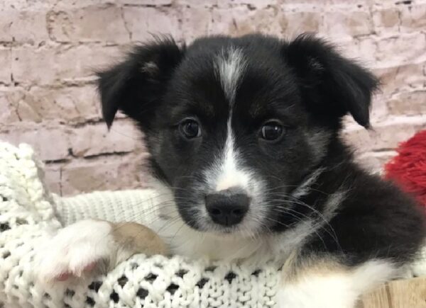 Miniature Australian Shepherd DOG Male Black 8101 Petland Robinson, PA