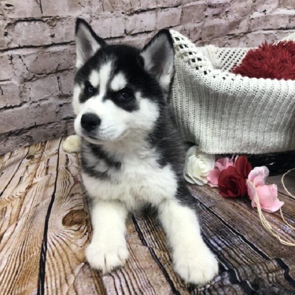 Siberian Husky DOG Male Black / White 8100 Petland Robinson, PA