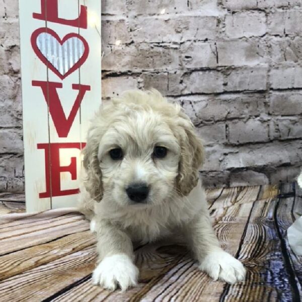 Cockapoo DOG Male Buff 8099 Petland Robinson, PA