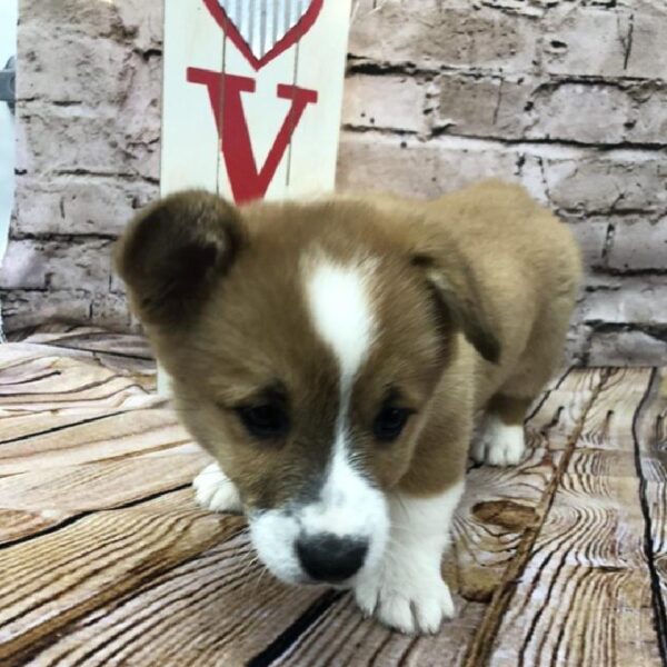 Pembroke Welsh Corgi DOG Female Red 8098 Petland Robinson, PA