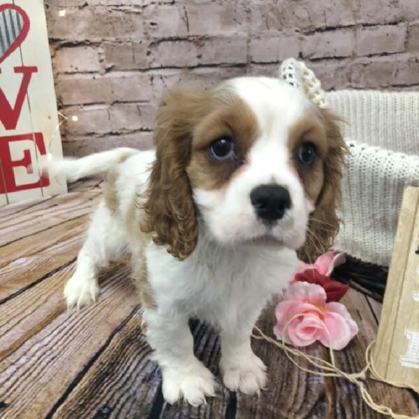 Cavalier King Charles Spaniel-DOG-Male-Blenheim-8097-Petland Robinson, Pittsburgh, PA