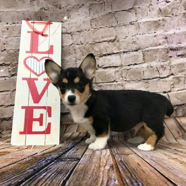 Pembroke Welsh Corgi DOG Male Black and Tan 8111 Petland Robinson, PA