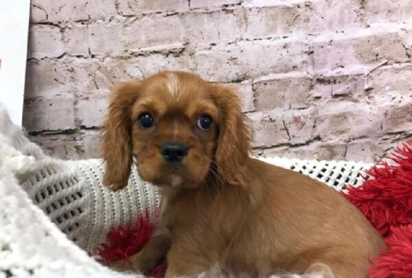 Cavalier King Charles Spaniel DOG Male Ruby 8110 Petland Robinson, PA