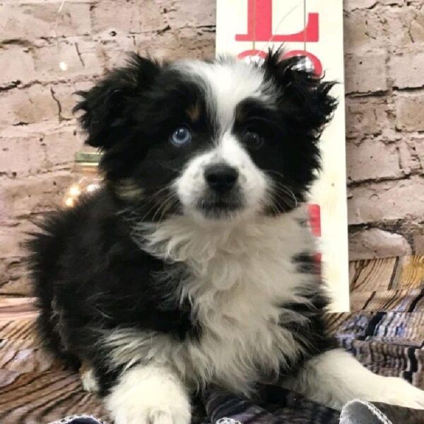Toy Australian Shepherd-DOG-Male-Black Brown and White-8109-Petland Robinson, Pittsburgh, PA