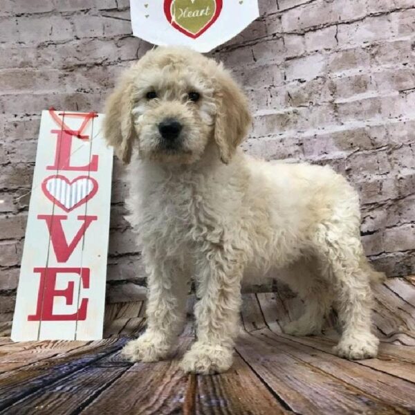 Goldendoodle-DOG-Female-Light Golden-8108-Petland Robinson, Pittsburgh, PA