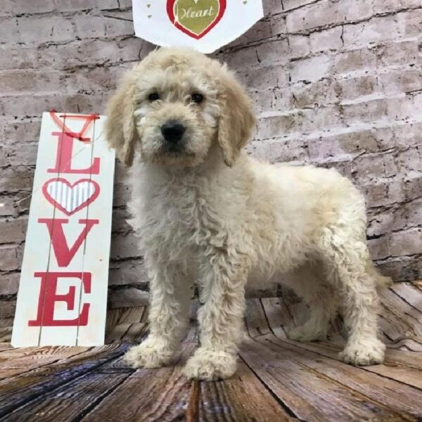 Goldendoodle DOG Female Light Golden 8108 Petland Robinson, PA