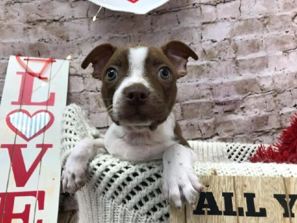 Boston Terrier DOG Male Seal and White 8107 Petland Robinson, PA