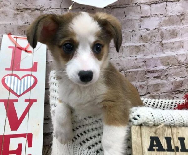 Auggie DOG Male Sable and White 8106 Petland Robinson, PA