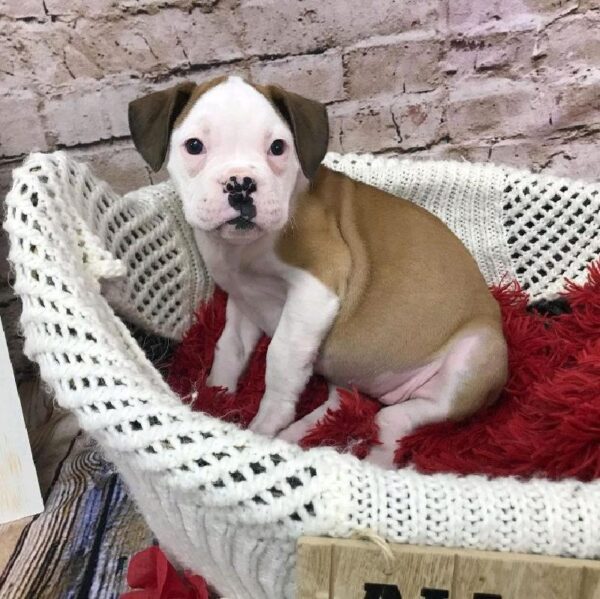 Boxer-DOG-Female-Fawn-8105-Petland Robinson, Pittsburgh, PA