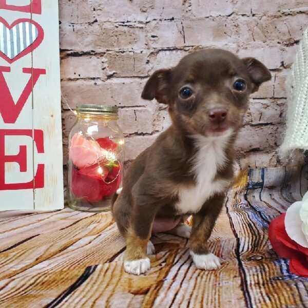 Chihuahua DOG Female Chocolate / Tan 8125 Petland Robinson, PA