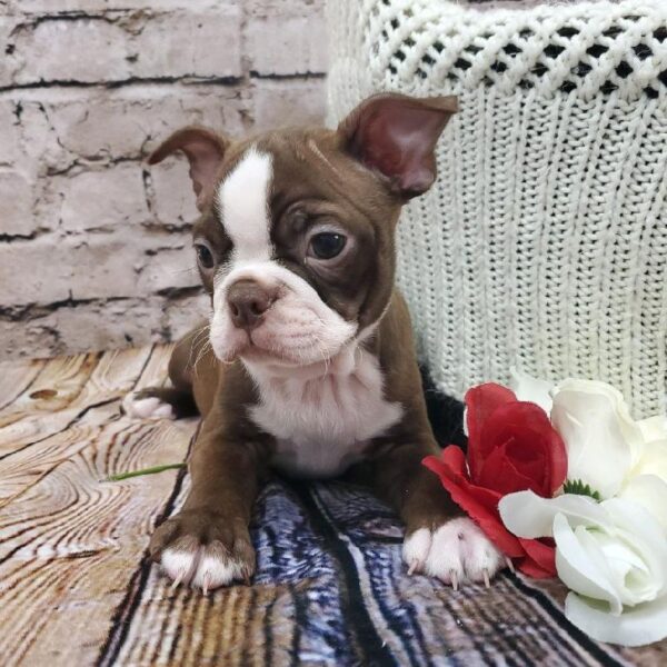Boston Terrier-DOG-Male-Seal / White-8127-Petland Robinson, Pittsburgh, PA