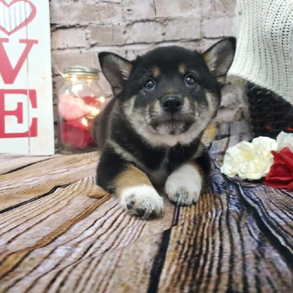 Shiba Inu DOG Female Black / Tan 8126 Petland Robinson, PA