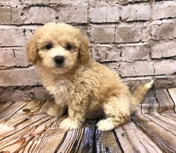 Maltipoo DOG Male Apricot 8140 Petland Robinson, PA