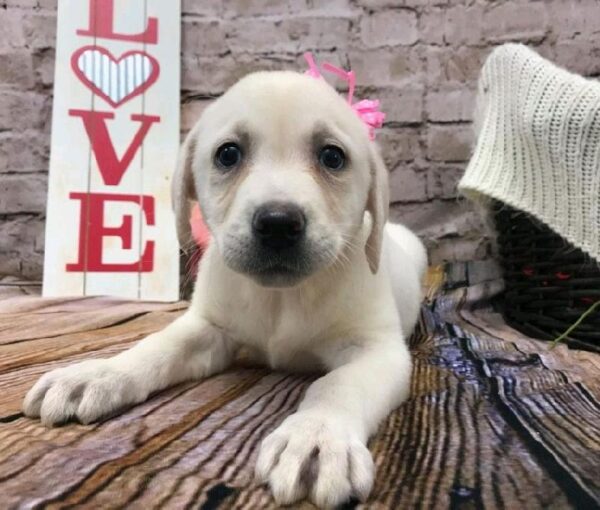 Labrador Retriever DOG Female Yellow 8139 Petland Robinson, PA