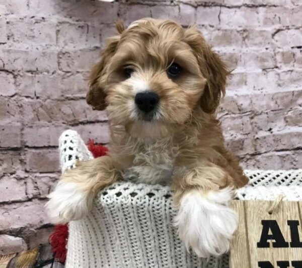 Cavapoo DOG Male Red 8137 Petland Robinson, PA