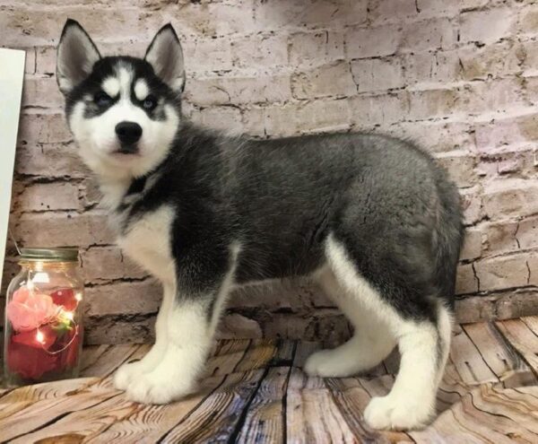 Siberian Husky-DOG-Male-Black / White-8136-Petland Robinson, Pittsburgh, PA
