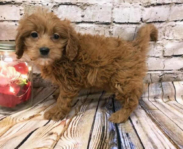 Mini Goldendoodle 2nd Gen. DOG Female Red 8135 Petland Robinson, PA