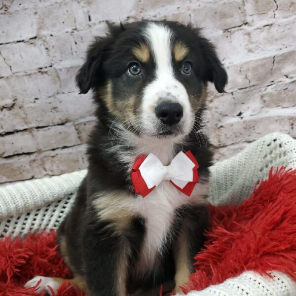 Australian Shepherd-DOG-Male-Black and White-8148-Petland Robinson, Pittsburgh, PA