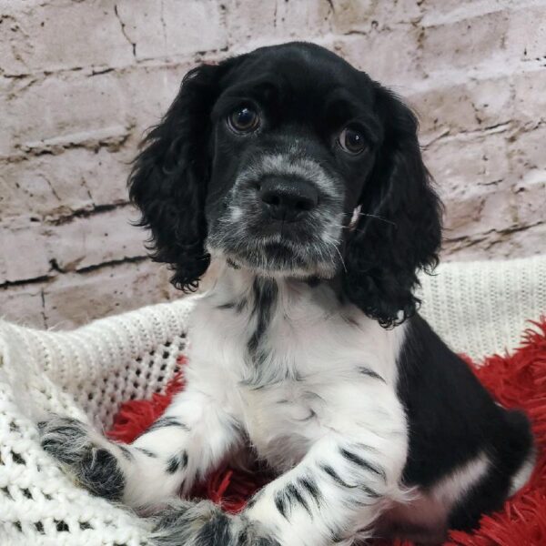 Cocker Spaniel DOG Male Black and White 8149 Petland Robinson, PA