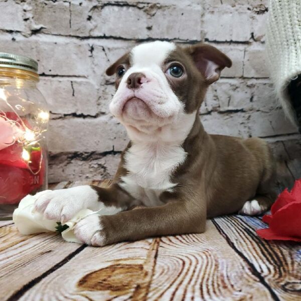 Boston Terrier-DOG-Male-Seal and White-8150-Petland Robinson, PA