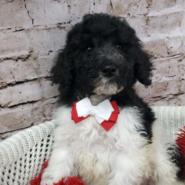 Labradoodle 2nd Gen-DOG-Male-Black and White-8152-Petland Robinson, Pittsburgh, PA