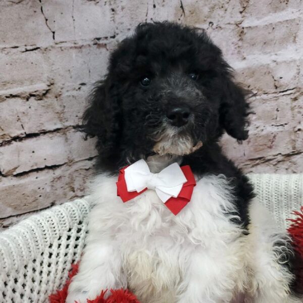 Labradoodle 2nd Gen DOG Male Black and White 8152 Petland Robinson, PA