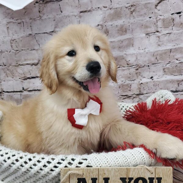 Golden Retriever-DOG-Male-Golden-8171-Petland Robinson, Pittsburgh, PA