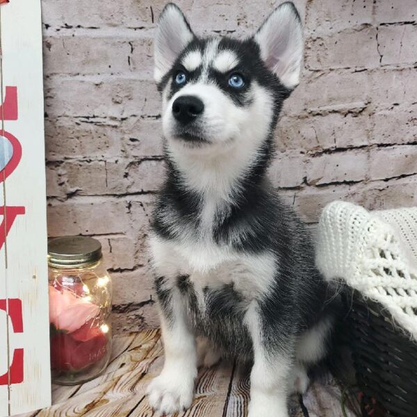 Siberian Husky DOG Male Black / White 8170 Petland Robinson, PA