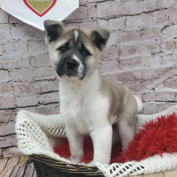 Akita DOG Male Fawn / White 8172 Petland Robinson, PA