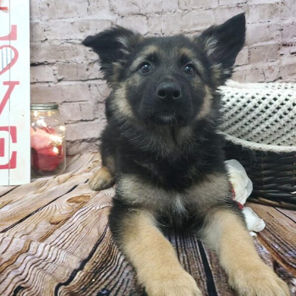 German Shepherd DOG Female Black / Tan 8173 Petland Robinson, PA