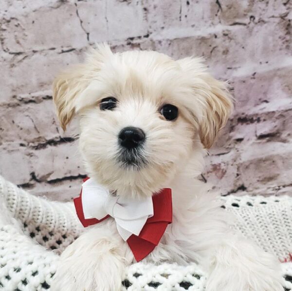 Malshi-DOG-Male-Cream-8168-Petland Robinson, Pittsburgh, PA