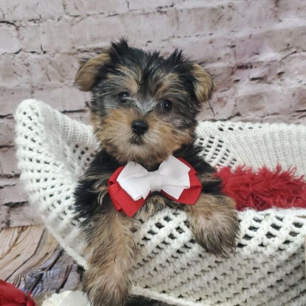 Yorkie DOG Male Black / Tan 8169 Petland Robinson, PA