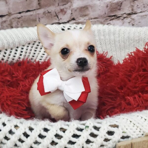 Chihuahua-DOG-Male-Fawn-8167-Petland Robinson, PA