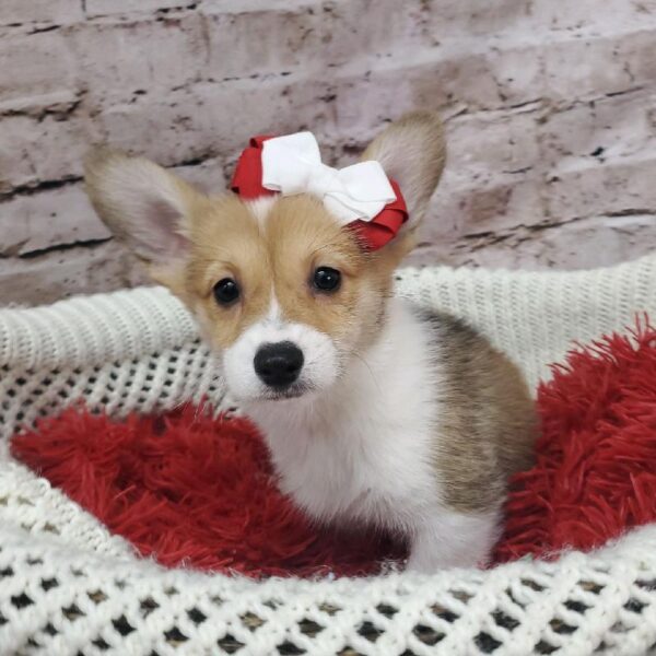 Pembroke Welsh Corgi DOG Female Sable / White 8165 Petland Robinson, PA