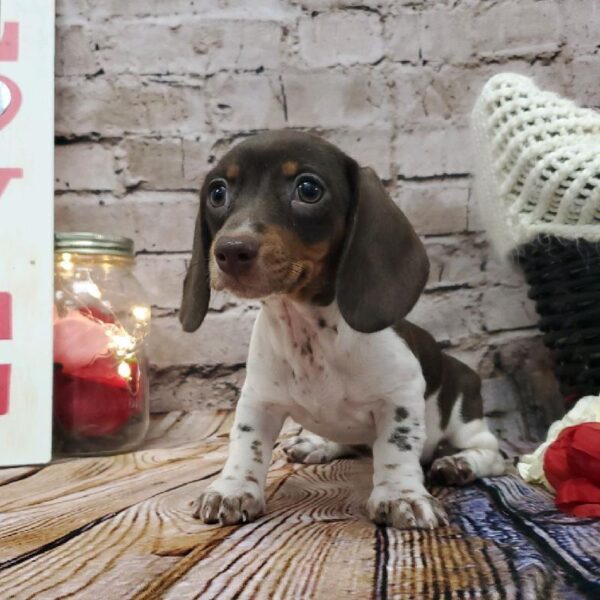 Dachshund-DOG-Female-Chocolate / Tan-8166-Petland Robinson, Pittsburgh, PA