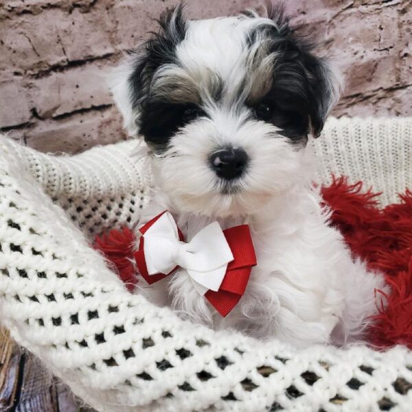 Morkie-DOG-Male-Black / Tan-8164-Petland Robinson, Pittsburgh, PA