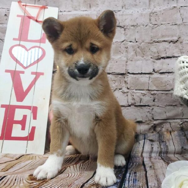 Shiba Inu-DOG-Male-Red-8180-Petland Robinson, Pittsburgh, PA