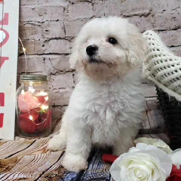 Maltipoo-DOG-Male-White-8178-Petland Robinson, Pittsburgh, PA