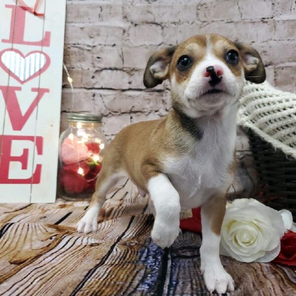 Chiweenie-DOG-Male-Fawn-8177-Petland Robinson, Pittsburgh, PA