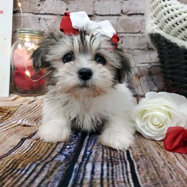 Teddy Bear-DOG-Female-Gold / White-8176-Petland Robinson, Pittsburgh, PA