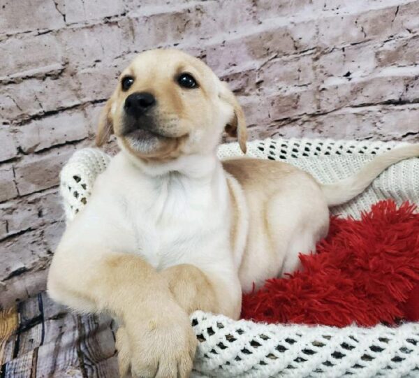 Labrador Retriever-DOG-Male-Yellow-8175-Petland Robinson, Pittsburgh, PA