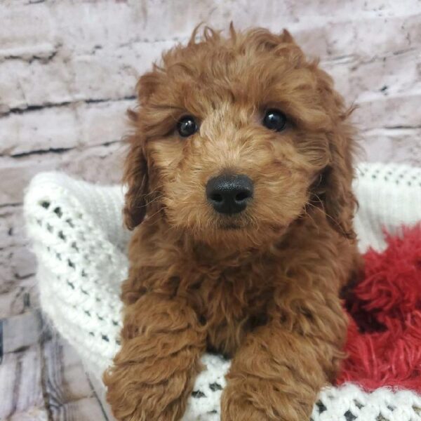 Miniature Goldendoodle DOG Male Dark Red 8174 Petland Robinson, PA